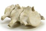 Articulated Fossil Plesiosaur (Zarafasaura) Vertebrae - Morocco #334776-9